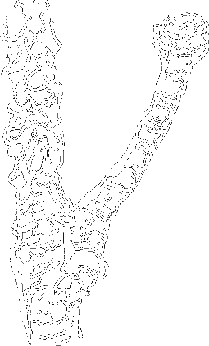 Гребень буйвола - i_028.png