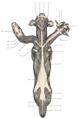 Химера - i_064.jpg