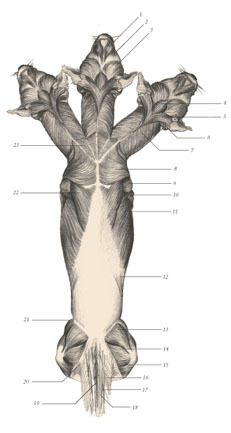 Химера - i_073.jpg