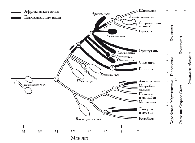 Рассказ предка. Паломничество к истокам жизни - i_010.png