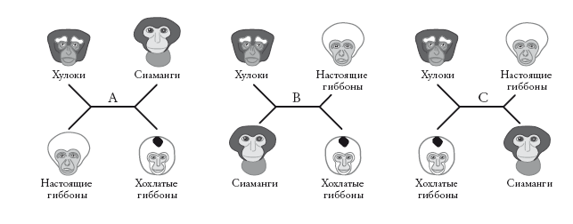 Рассказ предка. Паломничество к истокам жизни - i_012.png