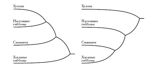 Рассказ предка. Паломничество к истокам жизни - i_013.png