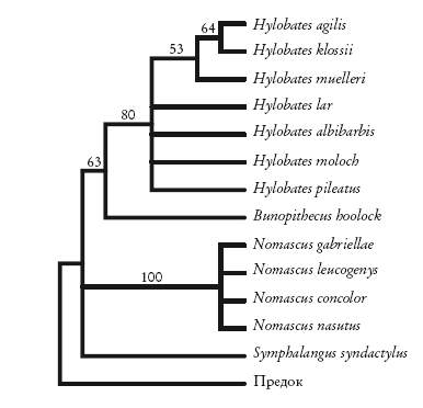 Рассказ предка. Паломничество к истокам жизни - i_018.png