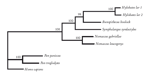 Рассказ предка. Паломничество к истокам жизни - i_019.png