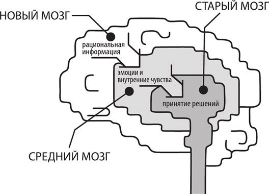 Тренинг по нейромаркетингу. Где находится кнопка «Купить» в сознании покупателя? - i_001.jpg