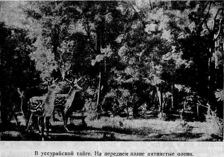 Путешествие в Уссурийском крае - i_024.jpg