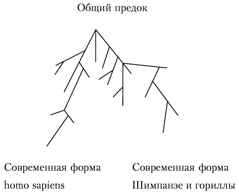 Антропология. Учебное пособие - i_002.png