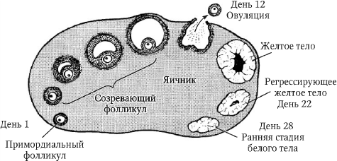 Перинатология и перинатальная психология - i_004.png