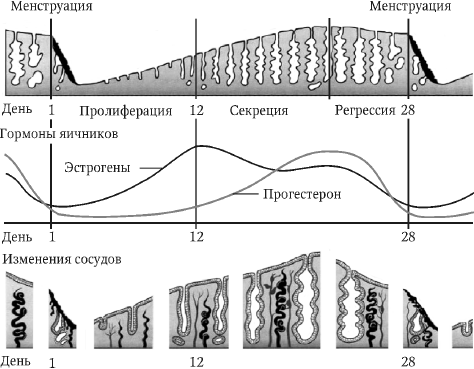 Перинатология и перинатальная психология - i_005.png