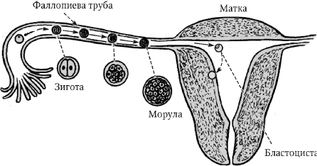 Перинатология и перинатальная психология - i_008.png