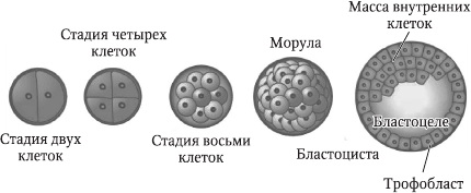 Перинатология и перинатальная психология - i_009.png