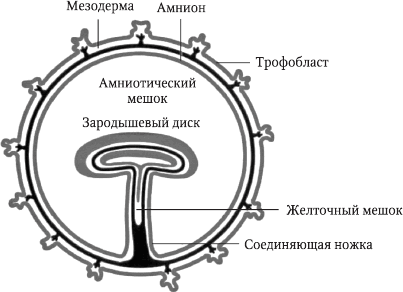 Перинатология и перинатальная психология - i_010.png