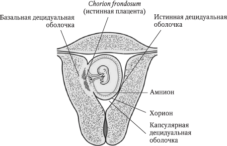 Перинатология и перинатальная психология - i_012.png