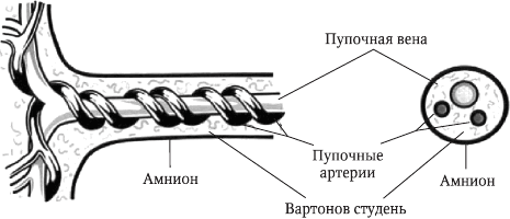 Перинатология и перинатальная психология - i_014.png