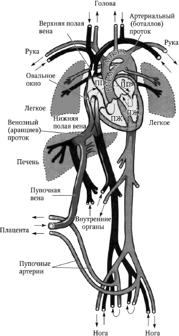 Перинатология и перинатальная психология - i_016.png