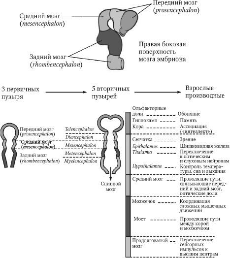 Перинатология и перинатальная психология - i_018.png