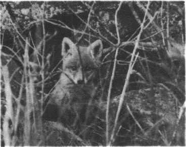 Глобус 1976 - _149.jpg