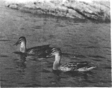 Глобус 1976 - _148.jpg