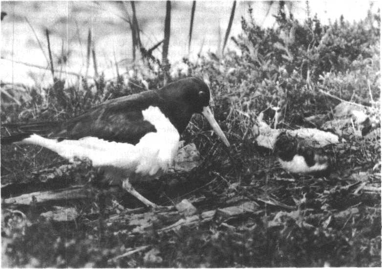 Глобус 1976 - _150.jpg