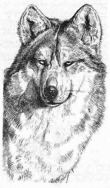 Полосатый Эргени (сборник) - _11.jpg