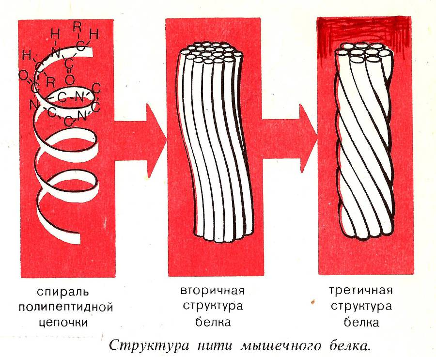 Можно ли исчерпать энергию, которой питается сердце? (СИ) - _0.jpg