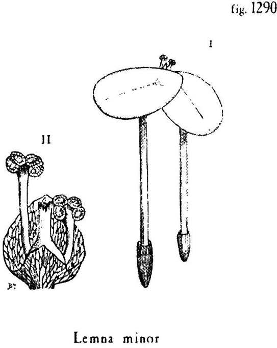 Сад - i_017.jpg