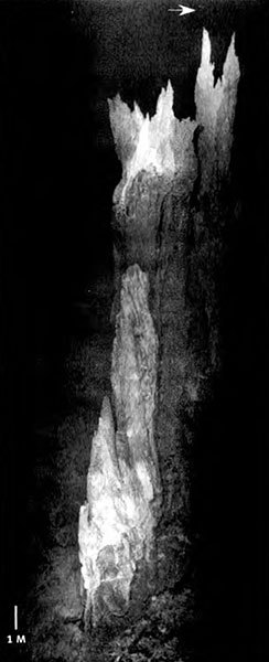 Лестница жизни. Десять величайших изобретений эволюции - i_002.jpg