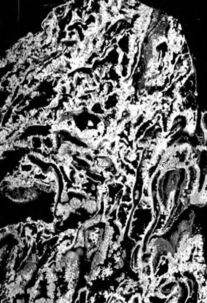 Лестница жизни. Десять величайших изобретений эволюции - i_003.jpg