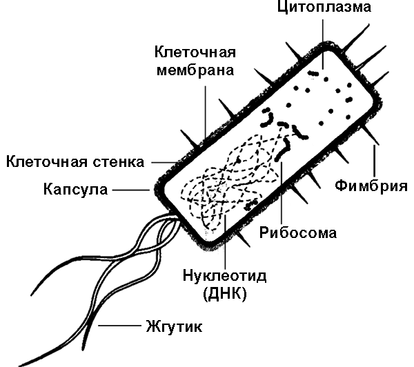 Лестница жизни. Десять величайших изобретений эволюции - i_010.png