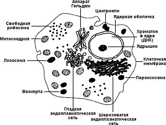 Лестница жизни. Десять величайших изобретений эволюции - i_011.png