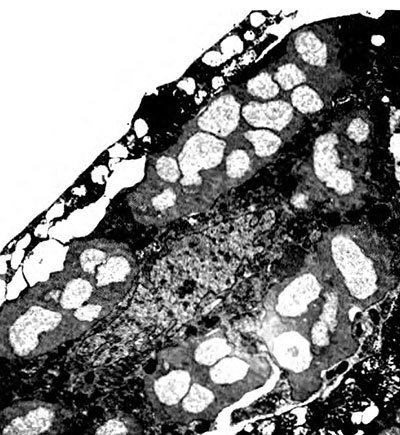 Лестница жизни. Десять величайших изобретений эволюции - i_015.jpg