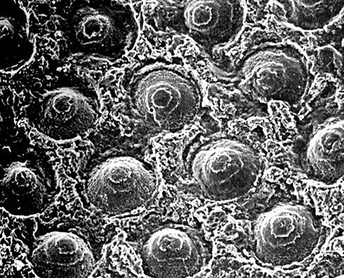 Лестница жизни. Десять величайших изобретений эволюции - i_024.jpg