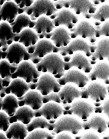 Лестница жизни. Десять величайших изобретений эволюции - i_025.jpg