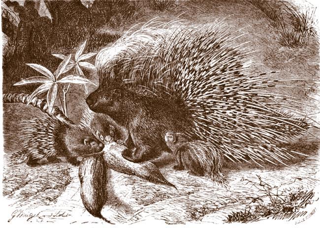 Томек у истоков Амазонки - i_014.jpg