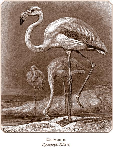 Томек у истоков Амазонки - i_019.jpg