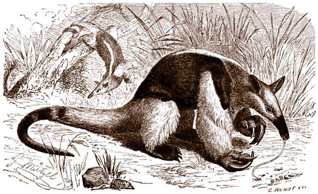 Томек у истоков Амазонки - i_020.jpg