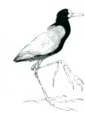 Древо познания - image80.jpg