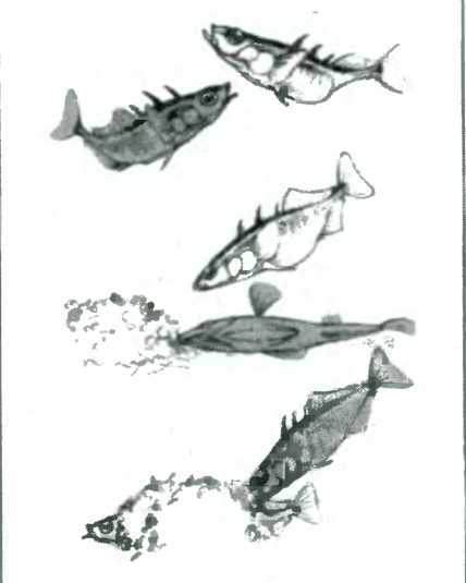 Древо познания - image81.jpg