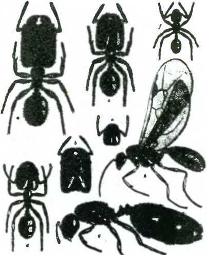 Древо познания - image82.jpg