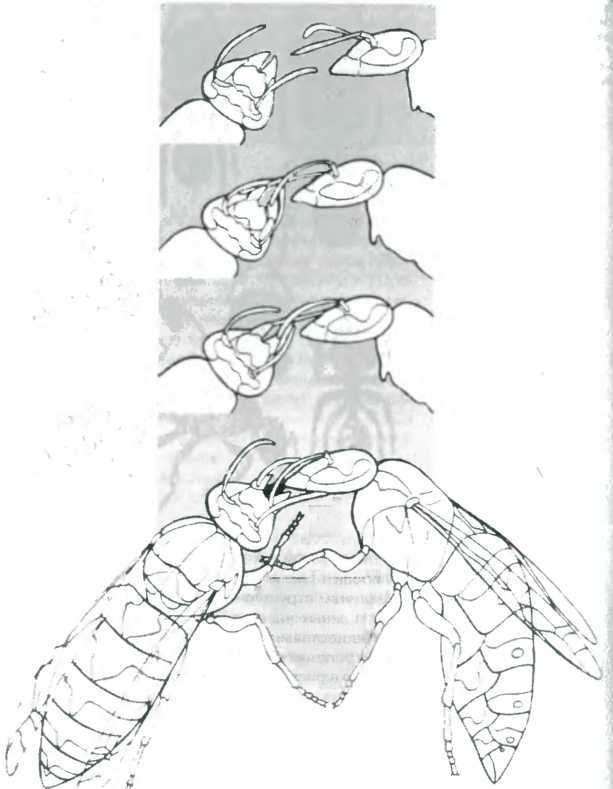 Древо познания - image83.jpg