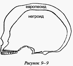 Эректус бродит между нами. Покорение белой расы - i_030.png