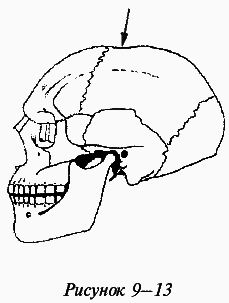 Эректус бродит между нами. Покорение белой расы - i_033.png