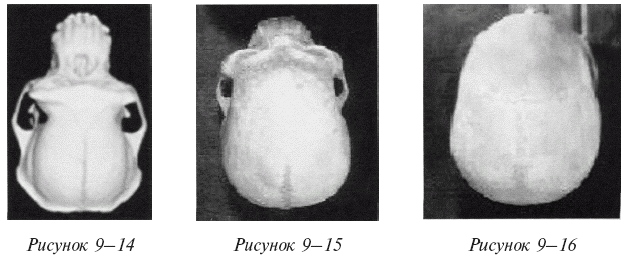 Эректус бродит между нами. Покорение белой расы - i_034.png