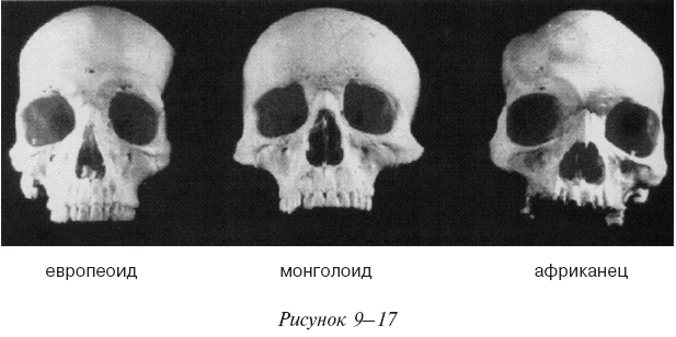 Эректус бродит между нами. Покорение белой расы - i_035.png