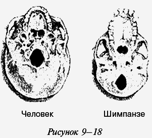 Эректус бродит между нами. Покорение белой расы - i_036.png