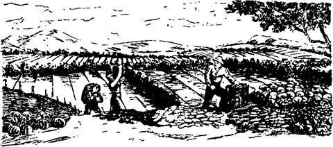 Грузинские блюда - _29.jpg