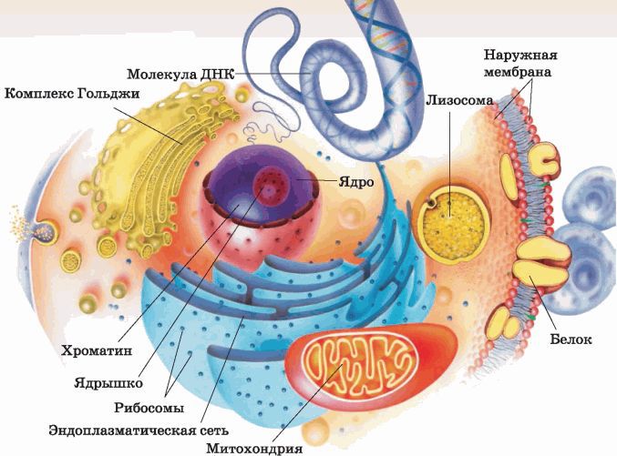 Биология многообразие живых организмов. 7 класс - i_021.jpg