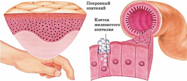 Биология многообразие живых организмов. 7 класс - i_023.jpg