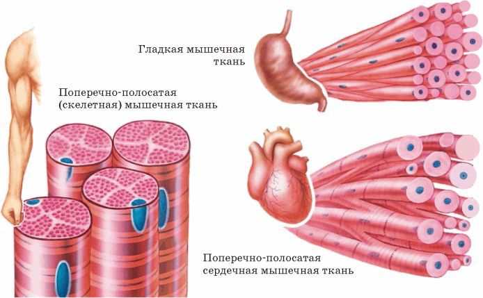 Биология многообразие живых организмов. 7 класс - i_025.jpg