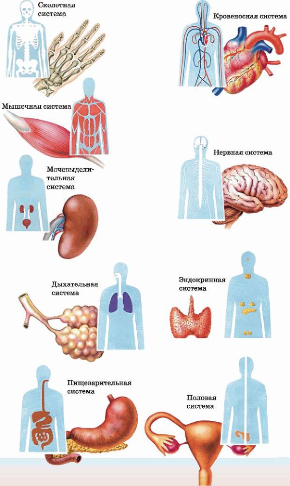 Биология многообразие живых организмов. 7 класс - i_031.jpg